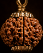 5 Mukhi Rudraksha